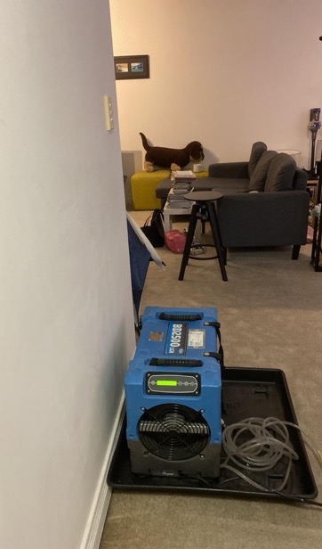 Apartment carpet dried and restored — real drySafe job
