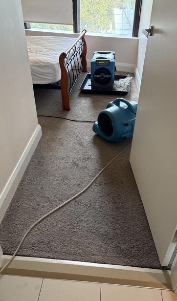 Apartment carpet dried and restored — real drySafe job