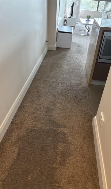 Wet apartment carpet before drying — real drySafe job